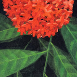 Orange Flower Cushion Cover M
