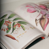 Paper Gardens - The Lives of Botanical Illustrations in India