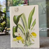 Huntleya Cernia Notebook