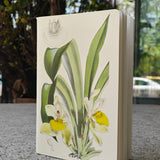 Huntleya Cernia Notebook