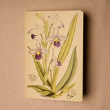 Cypripedium Schlimii  Notebook
