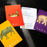 Wild World Flashcards