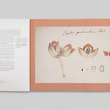 Paper Gardens - The Lives of Botanical Illustrations in India