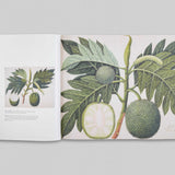Paper Gardens - The Lives of Botanical Illustrations in India