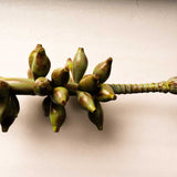 Green Banana Bunch