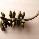 Green Banana Bunch