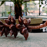 Brown Banana Bunch
